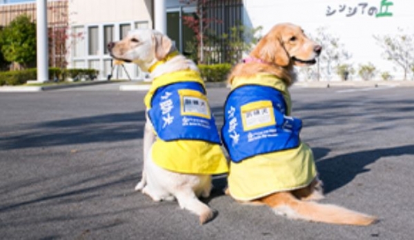 안내견 훈련소에서 훈련을 받고 있는 1살 가량의 예비 안내견들 (이미지: 일본개조견(介助犬)협회 홈페이지)
