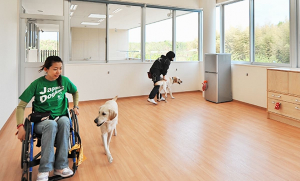훈련견들이 가정집을 상정한 방 안에서 훈련 받는 모습 (이미지: 일본개조견(介助犬)협회 홈페이지)
